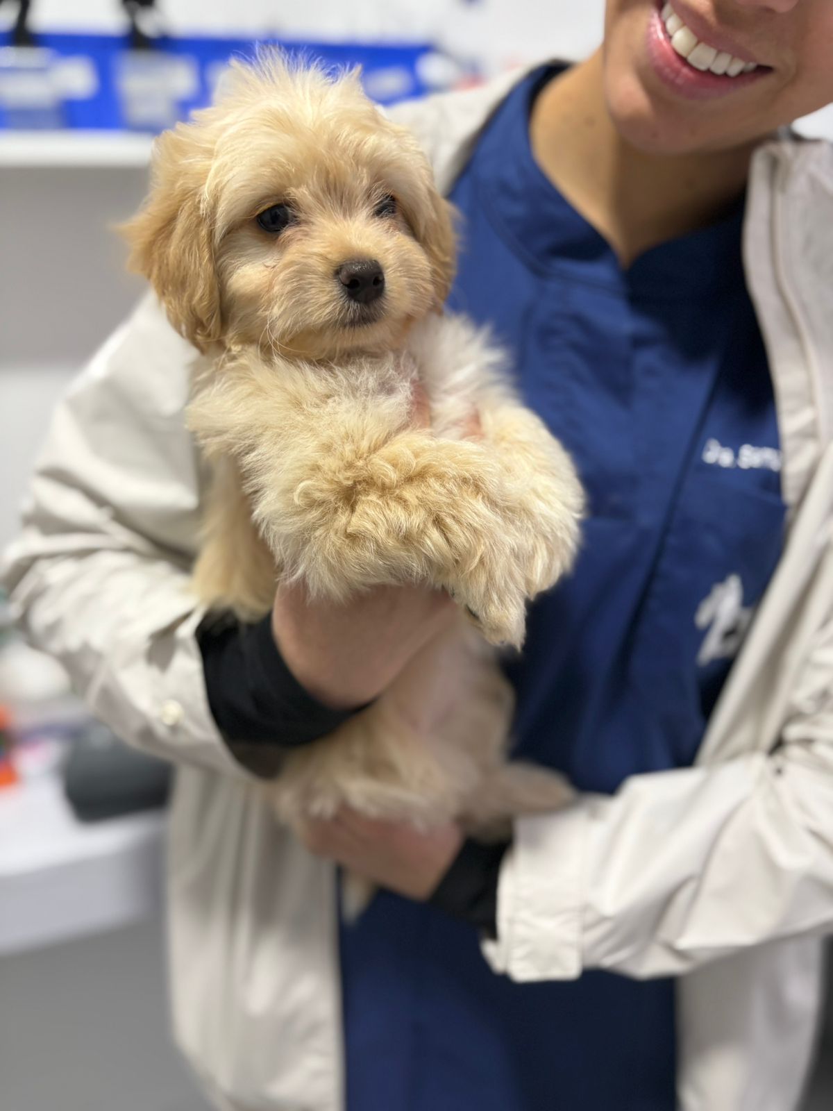 Veterinario VETEBA